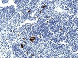 VEGF Antibody (VG76e) - Azide and BSA Free, Novus Biologicals 0.1 mL; Unconjugated:Antibodies,
